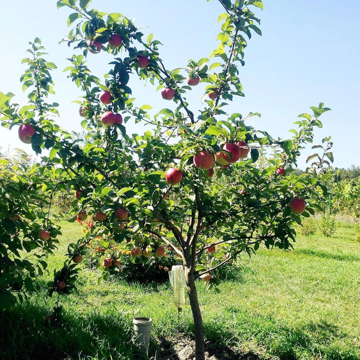 Aclipastal Apple Plant