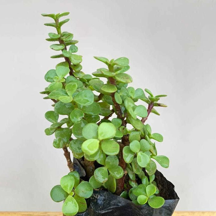 Aclipastal Jade Plant