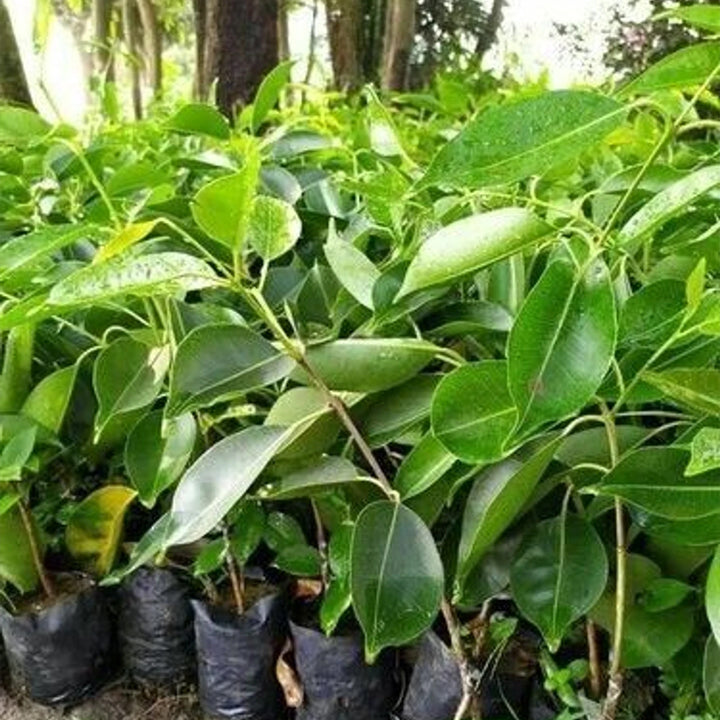 Aclipastal Jamun Plant