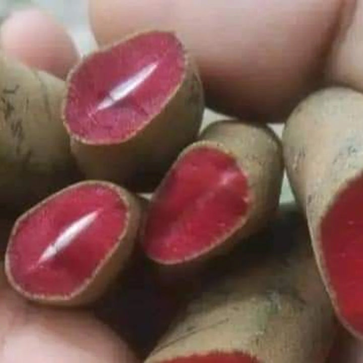 Adrita Tamarind Plant