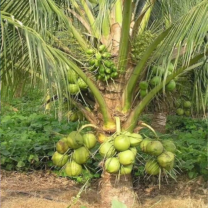 Balaji Friendly Plant Coconut Plant