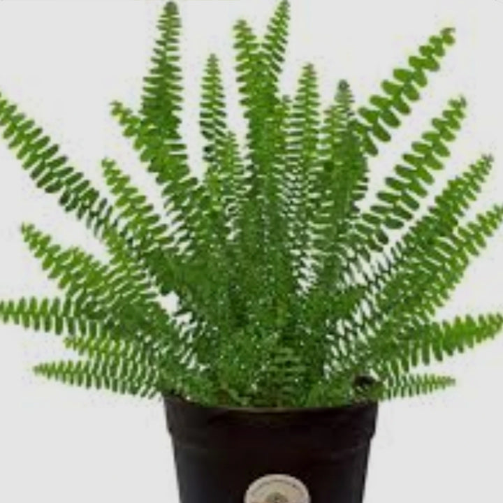 Bostonfern Boston Fern
