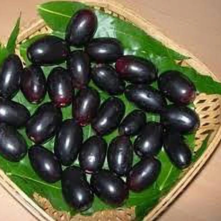 Thai All Time Grafted Jamun Plant