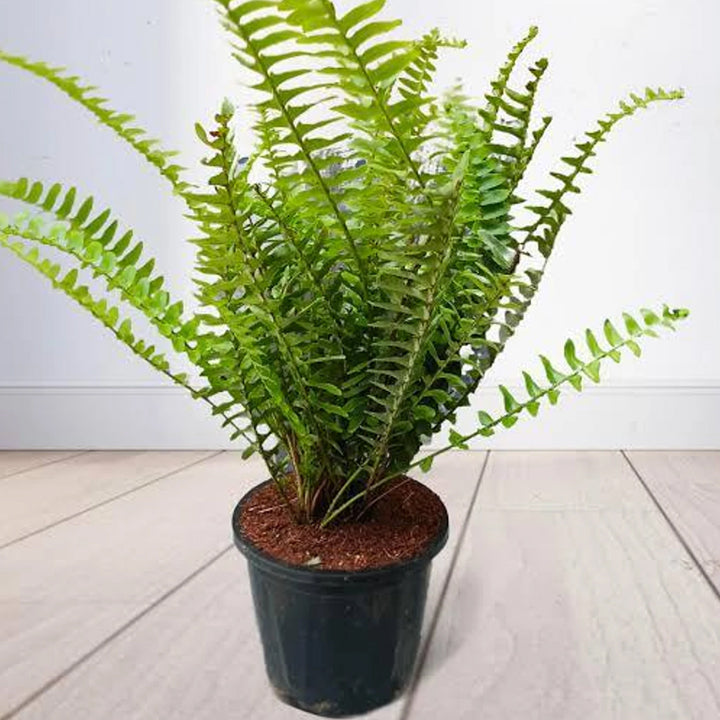 Matara nursery Fern Plant