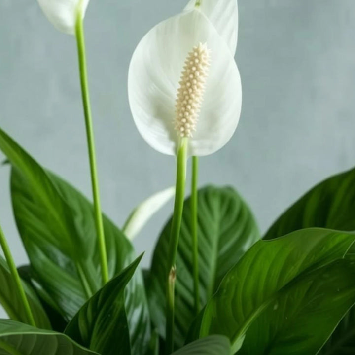 Peacelily Peace Lily Plant