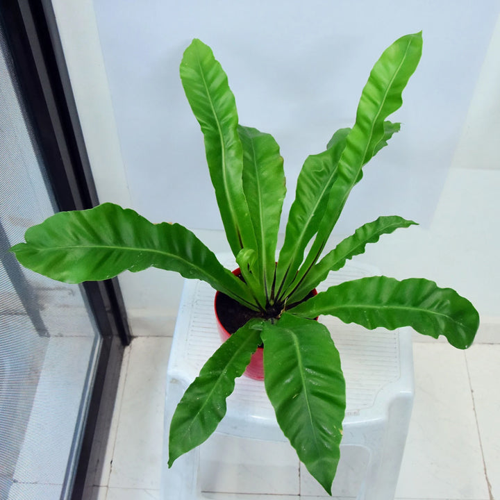 Plantech Fern Plant