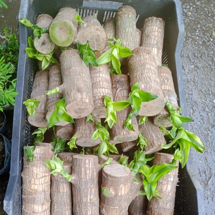 RupRish Brazilian Wood