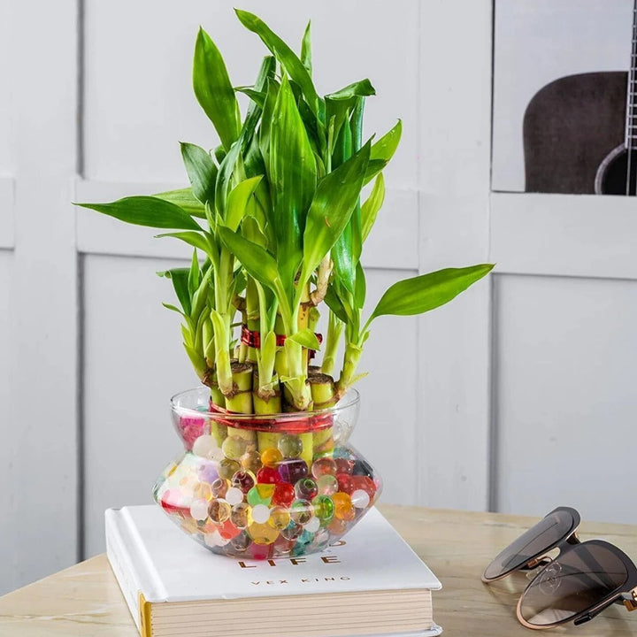 Real Nature Two Layer Bamboo Plant