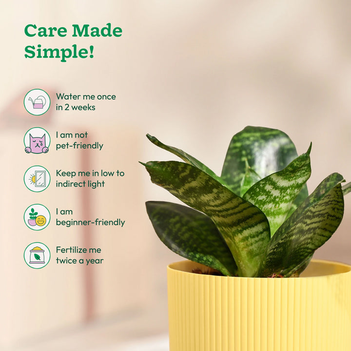 UGAOO Sansevieria Plant, Snake Plant