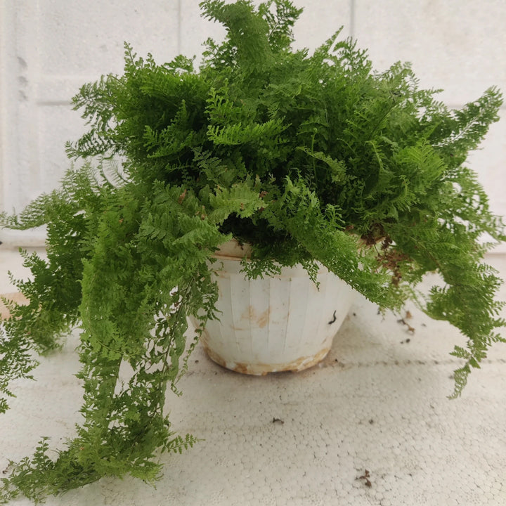Vaibhav biotech Fern Plant