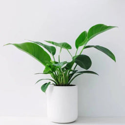 Indoor Plants