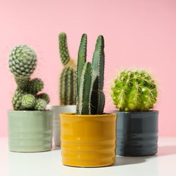 Outdoor Plants