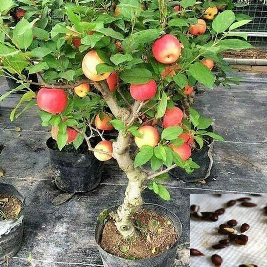 Aclipastal Apple Plant