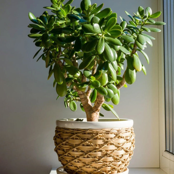Aclipastal Jade Plant