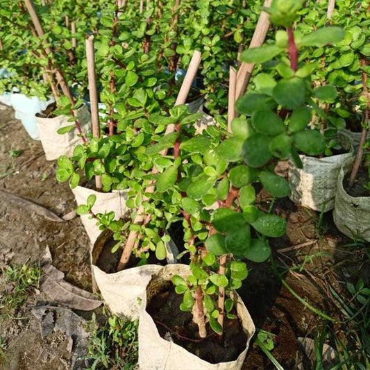 Aclipastal Jade Plant