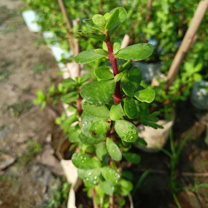 Aclipastal Jade Plant