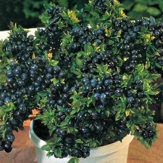 Aclipastal Jamun Plant