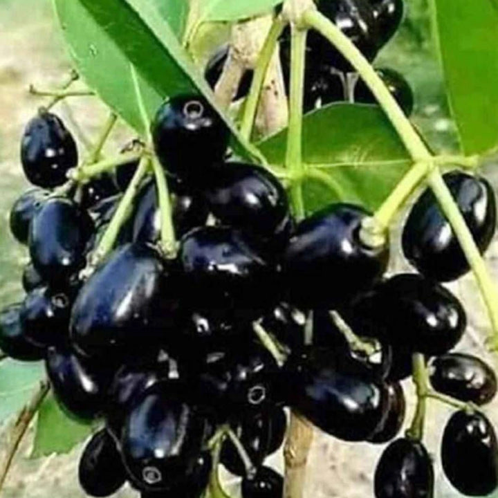 Aclipastal Jamun Plant