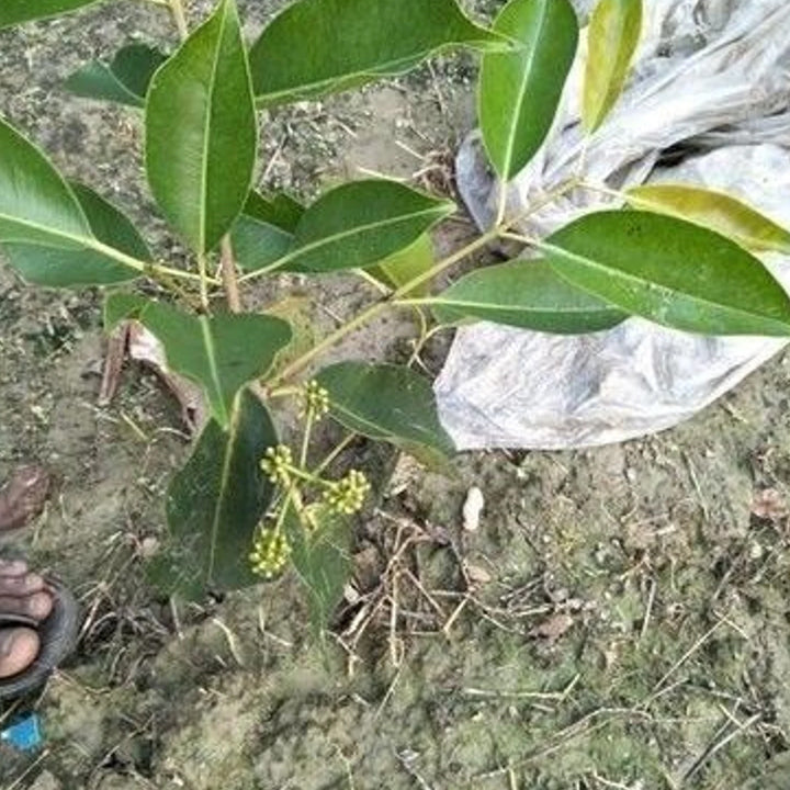 Aclipastal Jamun Plant