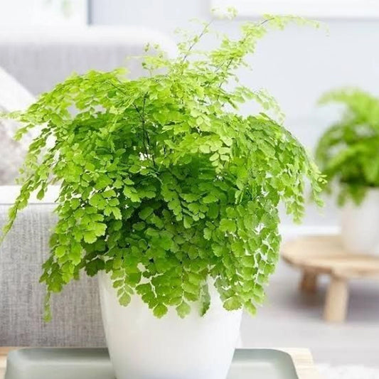 Adrita Maiden Hair Fern