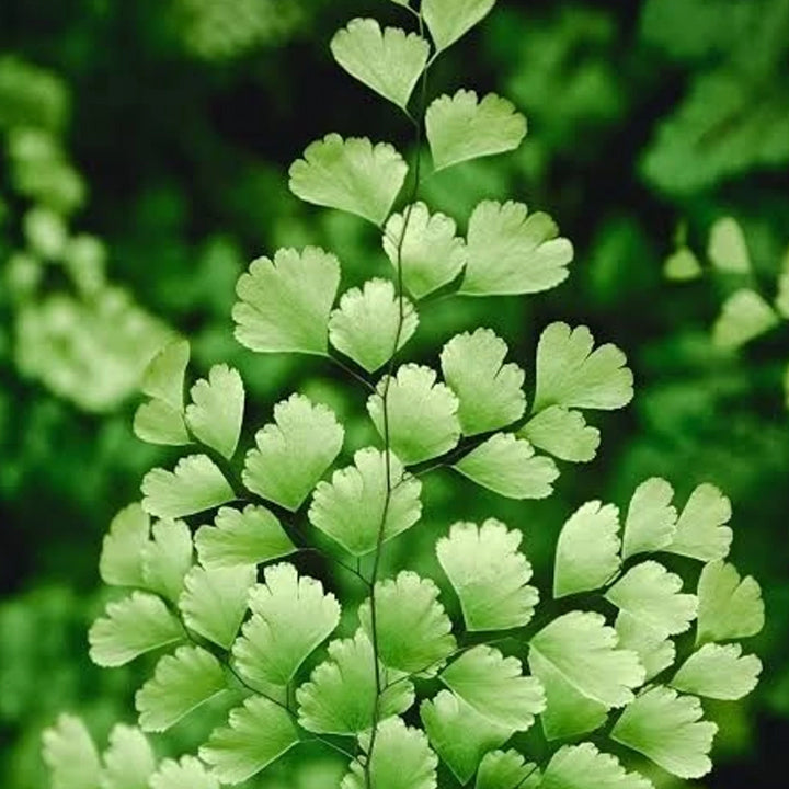 Adrita Maiden Hair Fern