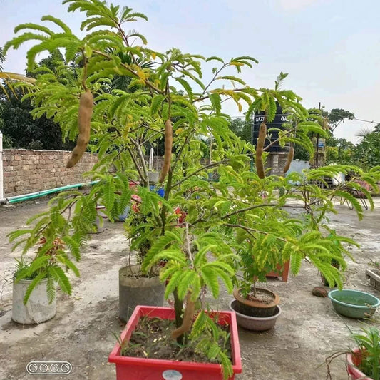 Adrita Tamarind Plant