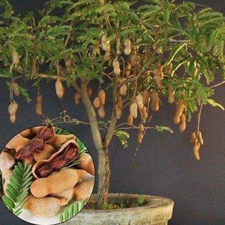 Adrita Tamarind Plant
