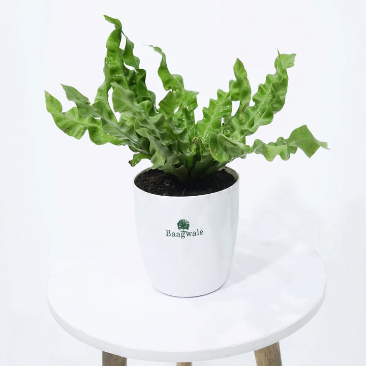Baagwale Fern Plant