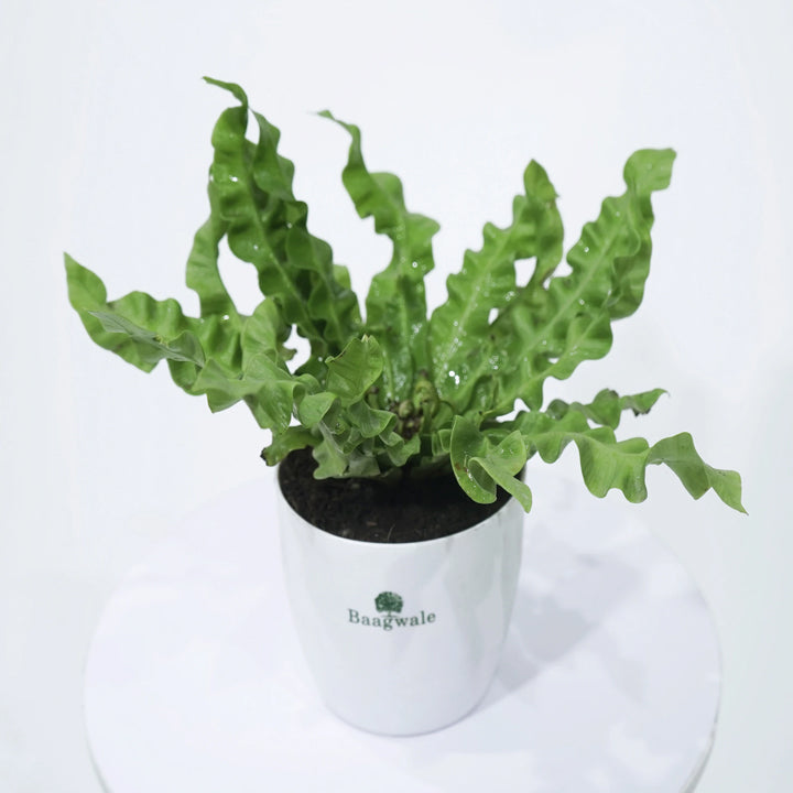 Baagwale Fern Plant