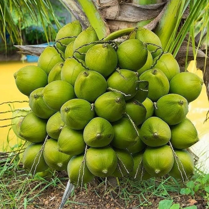 Balaji Friendly Plant Coconut Plant