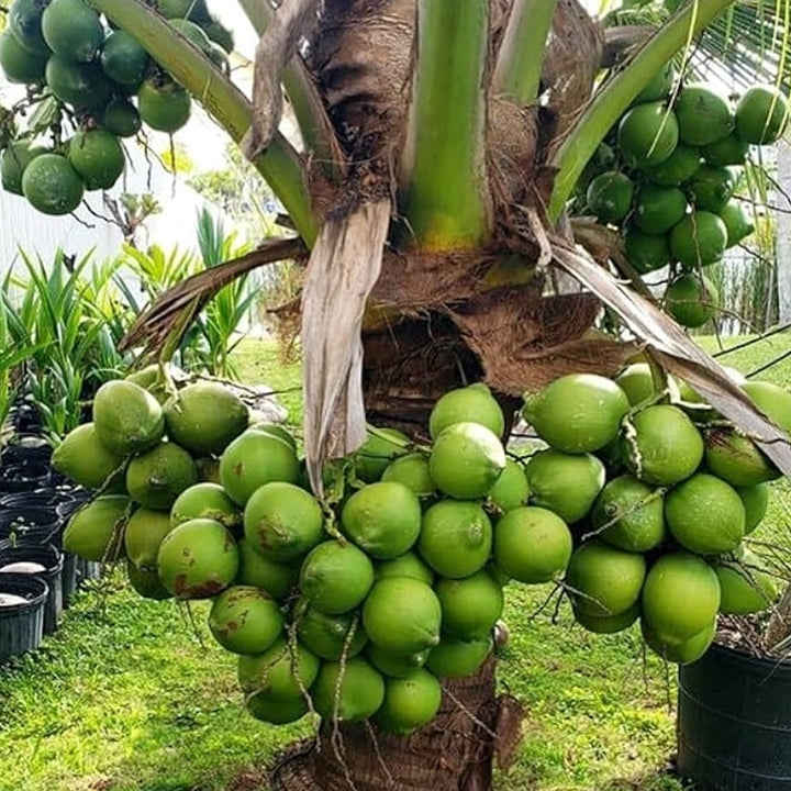 Balaji Friendly Plant Coconut Plant
