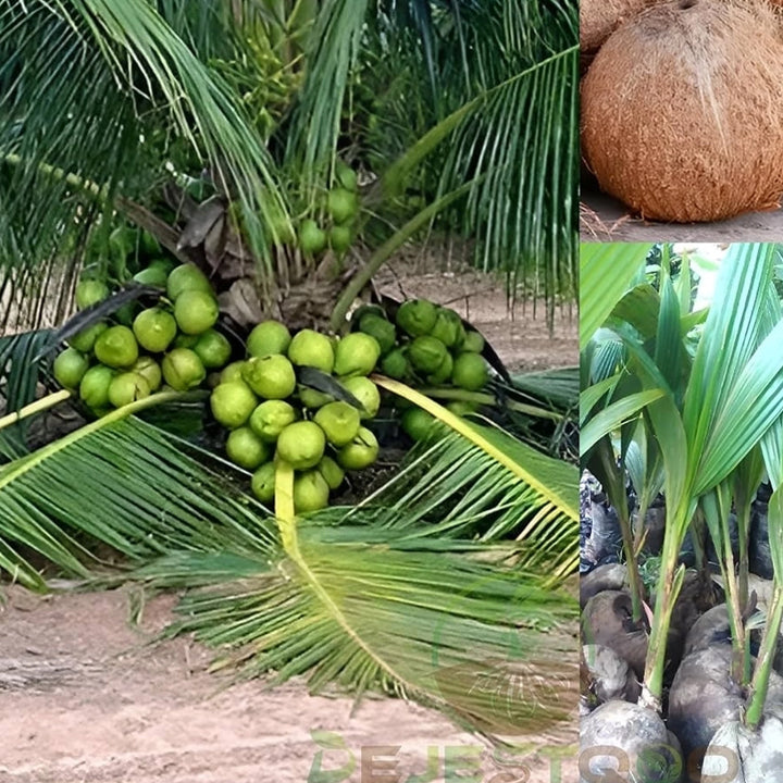 Balaji Friendly Plant Coconut Plant