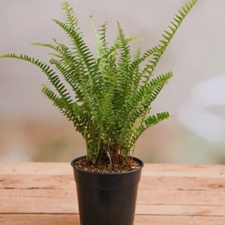 Bostonfern Boston Fern