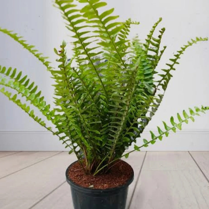 Bostonfern Boston Fern