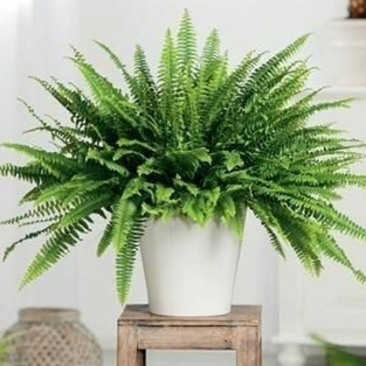 Cloud Farm Fern Plant