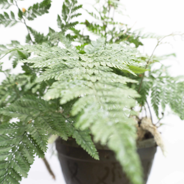 Cloud Farm Fern Plant