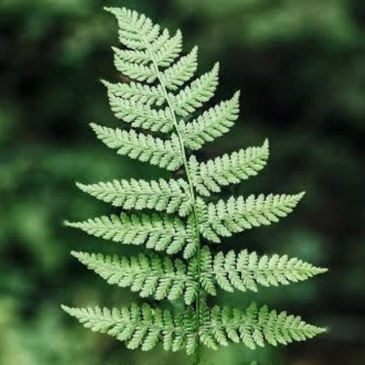 Cloud Farm Fern Plant