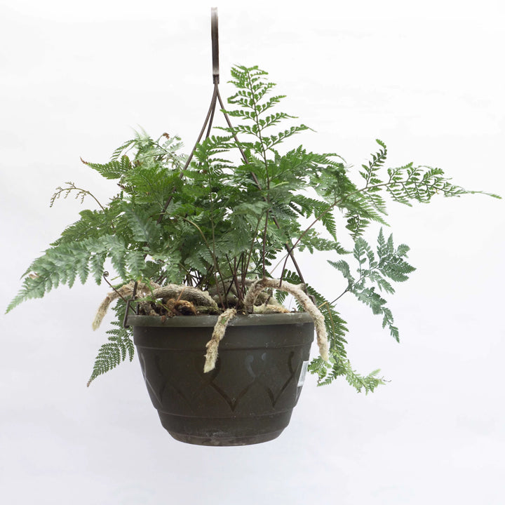 Cloud Farm Fern Plant