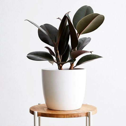 Cloud Farm Rubber Tree