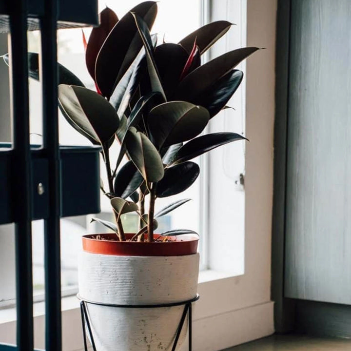 Cloud Farm Rubber Tree