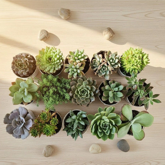 Farm Storey Succulents Plant