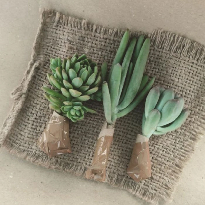 Farm Storey Succulents Plant