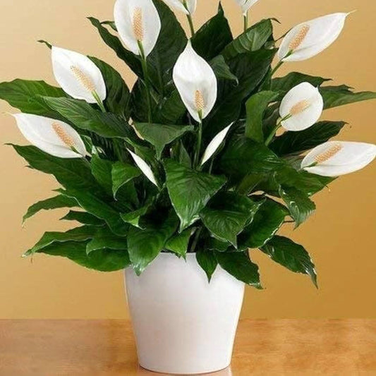 GREENSEE Lily Plant