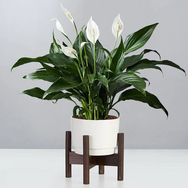 GREENSEE Lily Plant