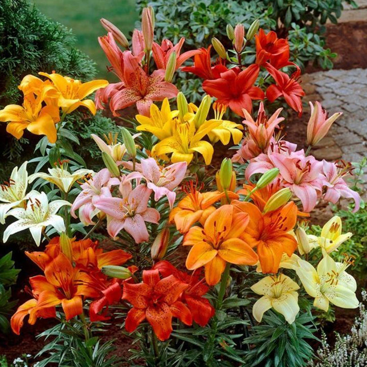 GREENSEE Lily Plant