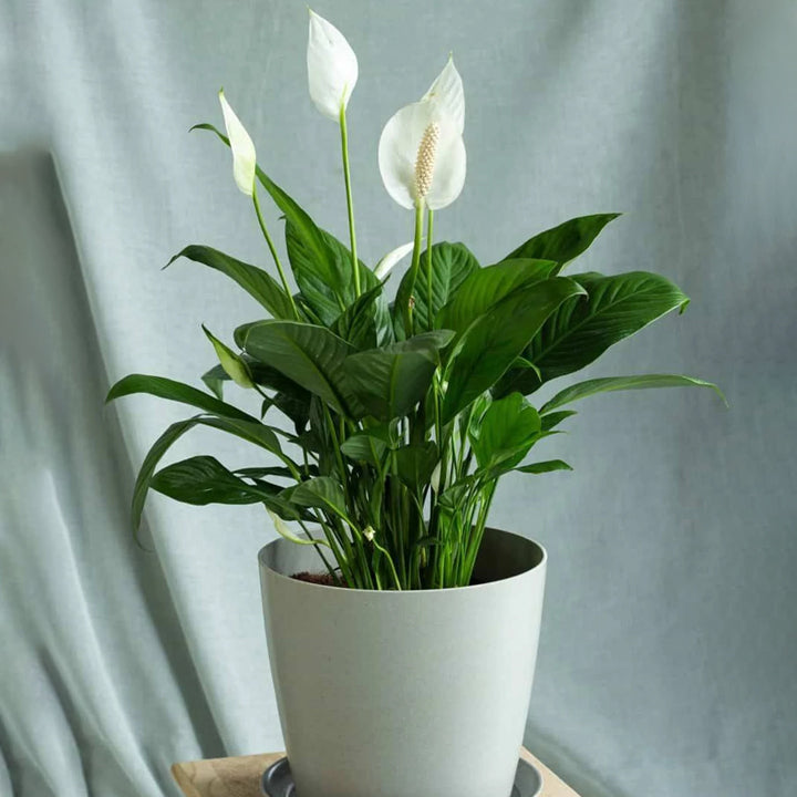 GREENSEE Lily Plant