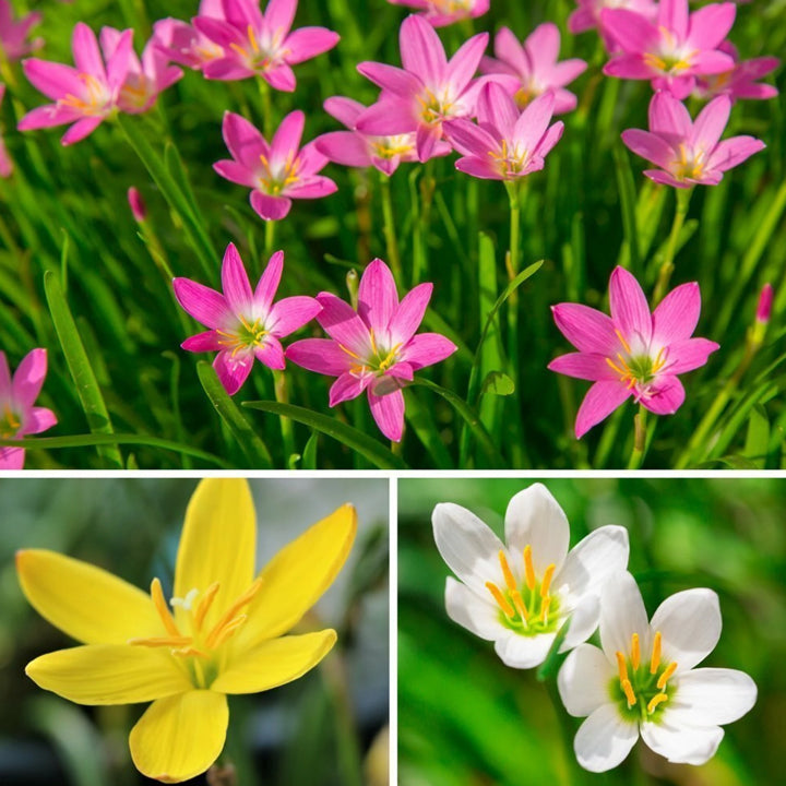 GREENSEE Lily Plant