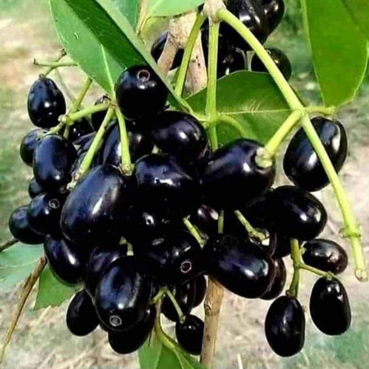 Thai All Time Grafted Jamun Plant