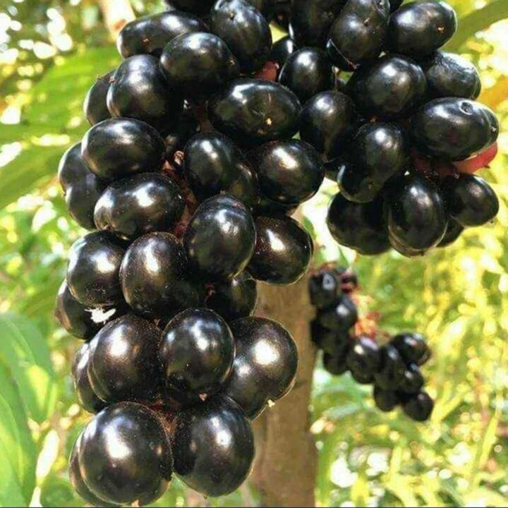 Thai All Time Grafted Jamun Plant