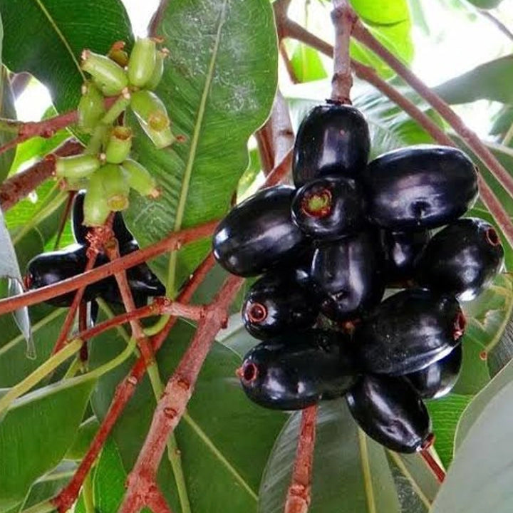 Thai All Time Grafted Jamun Plant